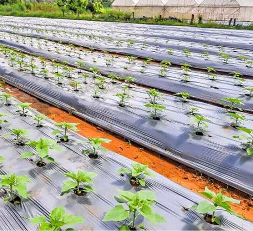 Agricultural & greenhouse covers